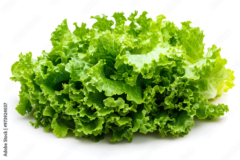 Vibrant Fresh Lettuce on Pristine White Background Highlighting Natural Texture and Vitality Vibrant Fresh Lettuce on Pristine White Background Highlighting Natural Texture and Vitality