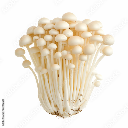 White beech mushrooms on white background photo