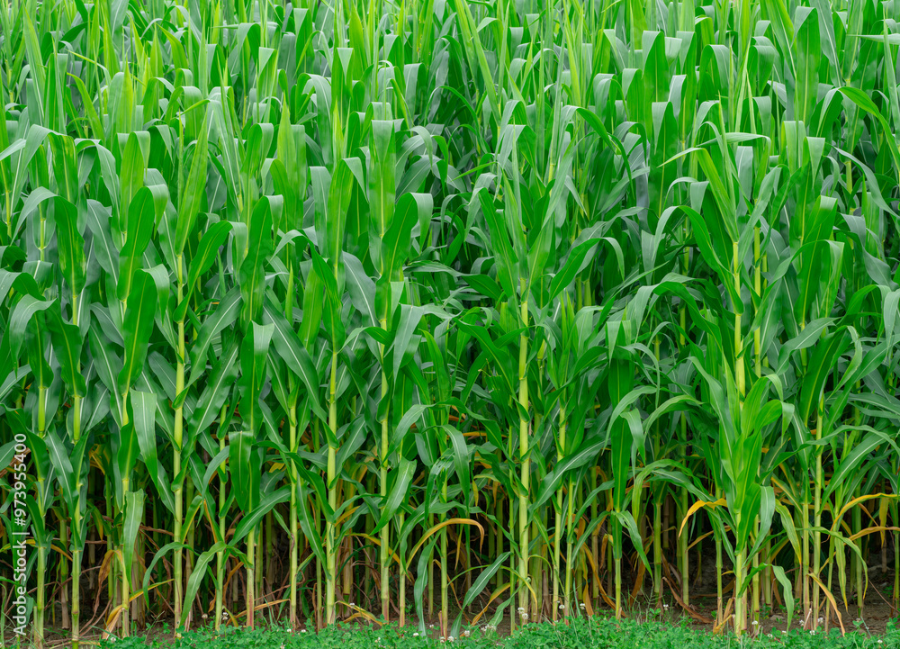Obraz premium close up on corn field in the farm