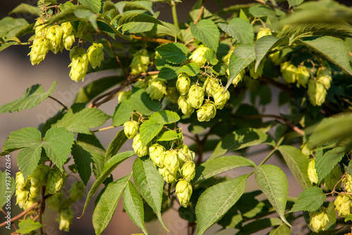 Humulus americanus