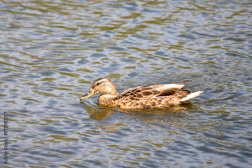 Wild duck on the water, summer nature.