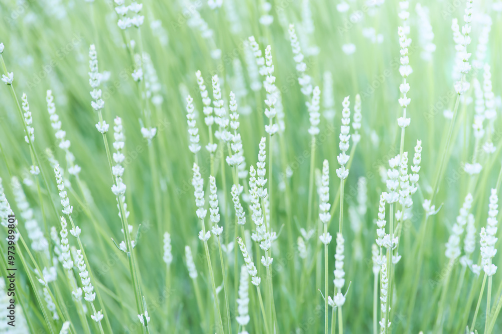 Nature background with spring flowers. Selective and soft focus. Close up. Nature background with spring flowers. Selective and soft focus. Close up.
