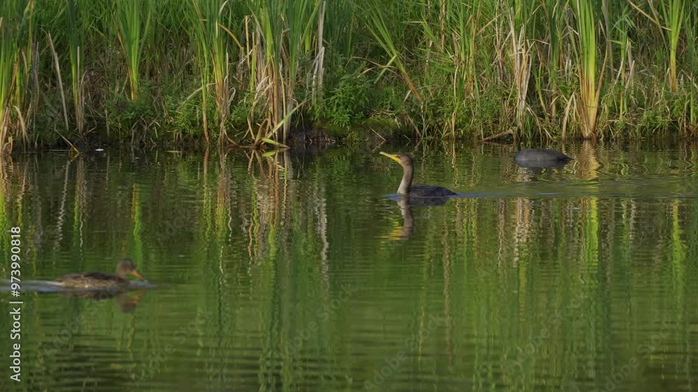 Cormorant and an American Coot resting by the shore of a lake in Elk Island National Park, Edmonton. Captures their peaceful behavior in a natural habitat. Ideal for nature and wildlife content. Cormorant and an American Coot resting by the shore of a lake in Elk Island National Park, Edmonton. Captures their peaceful behavior in a natural habitat. Ideal for nature and wildlife content.