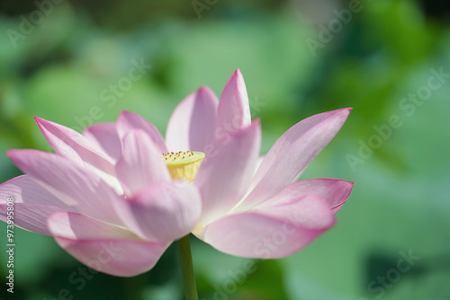 日本の夏 横浜の日本庭園の蓮の花 7月 8月