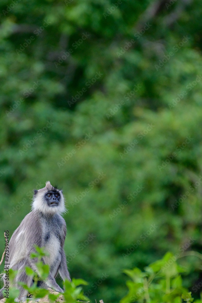 Fototapeta premium Monkey