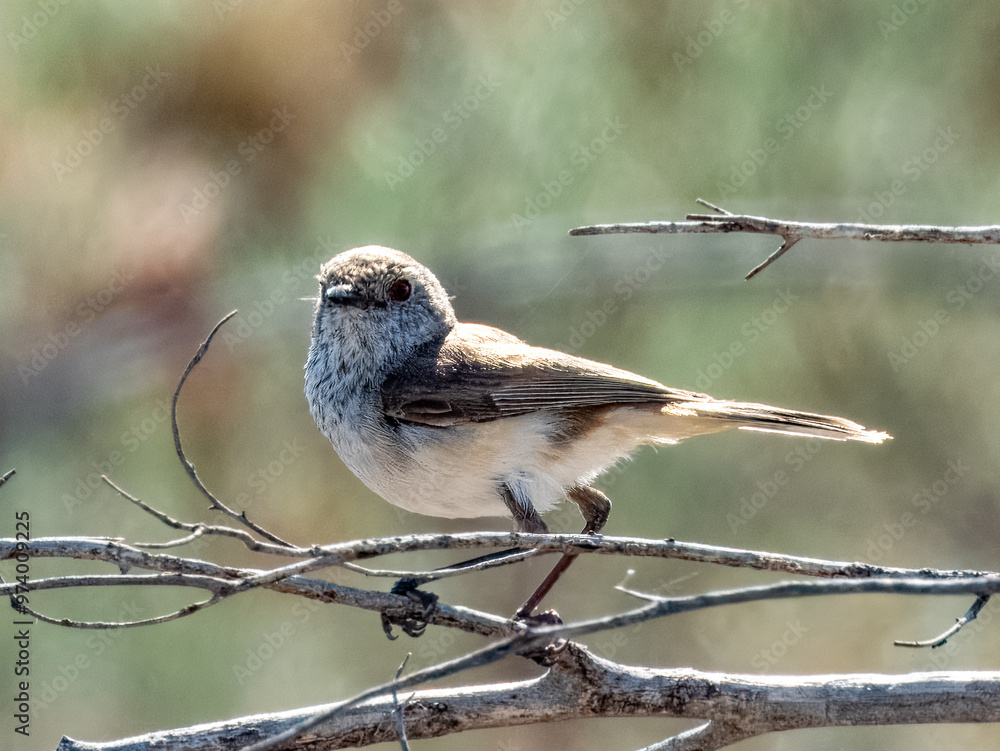 Inland Thornbill - Acanthiza apicalis in Australia