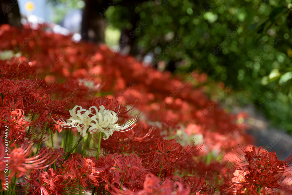 Spider lily (cluster amaryllis) / 河川の堤防に群生する紅白の彼岸花 Spider lily (cluster amaryllis) / 河川の堤防に群生する紅白の彼岸花