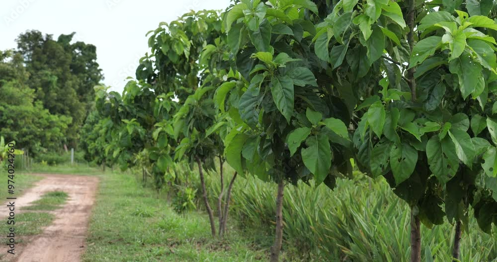 Avocado fields, avocados growing in the countryside Avocado fields, avocados growing in the countryside