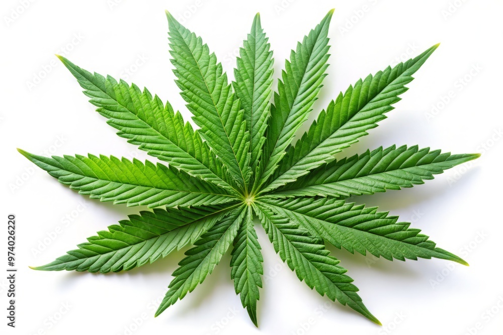 A vibrant green cannabis leaf with serrated edges and delicate veins, isolated on a white background, showcasing the A vibrant green cannabis leaf with serrated edges and delicate veins, isolated on a white background, showcasing the