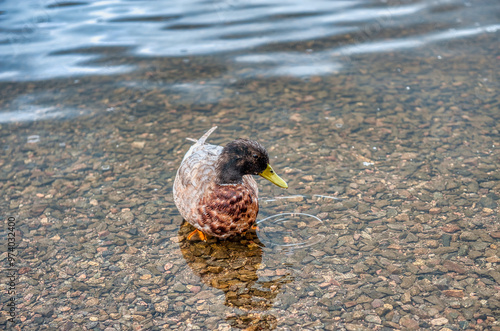 Titisee is a lake located in the southern Black Forest in the German state of Baden-Württemberg. photo