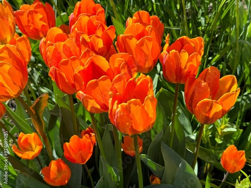 Tulips flowers red orange blossom I #974039035