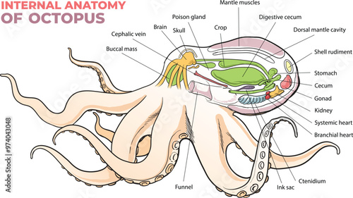 Internal anatomy of an octopus diagram