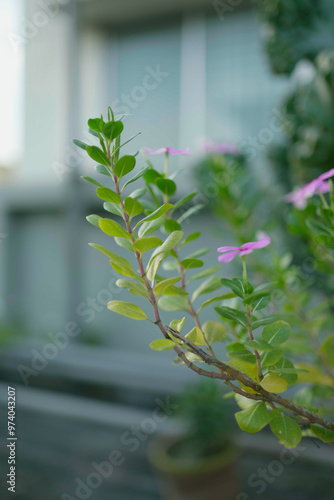 A beautiful Madagascar Periwinkle tree filled with pink flowers on top of the branch and green leaves on the bottom, with trees, tree tubs and a building on the blurry background. 