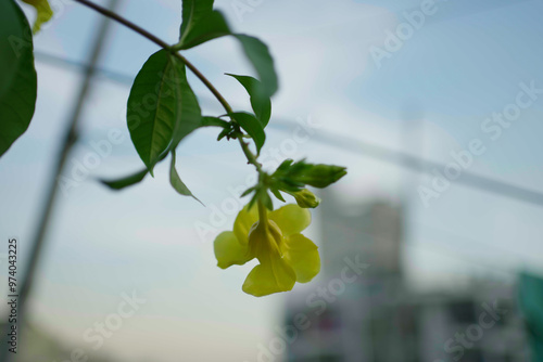 A beautiful Allamanda flower in yellow color is on top of the tree branch with a lot of green leaves on the bottom, with a blurry background. 