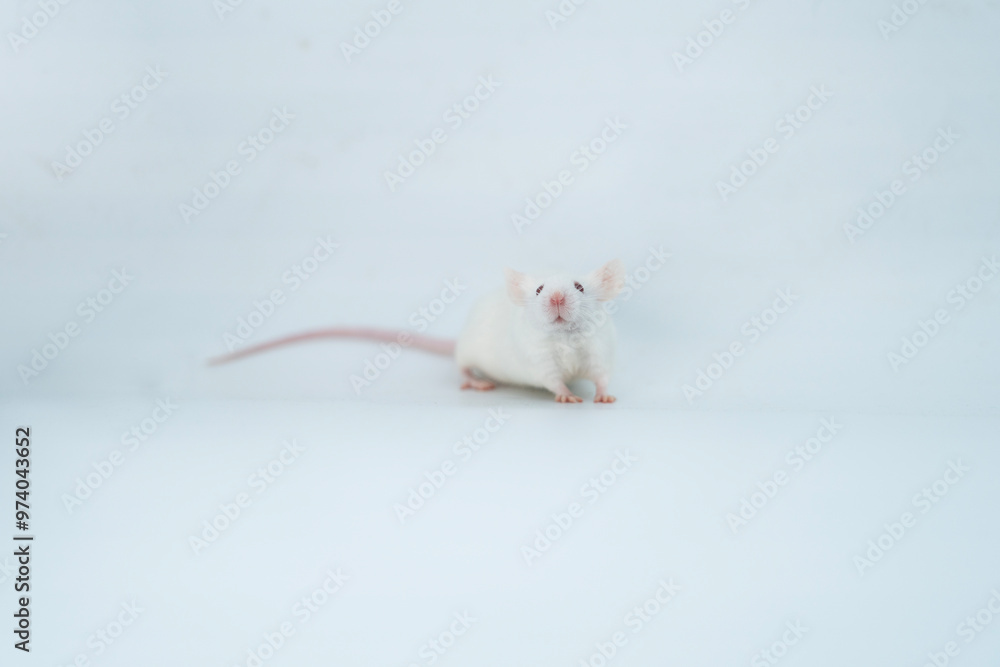 white laboratory mice on white background white laboratory mice on white background