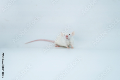 white  laboratory mice on white background