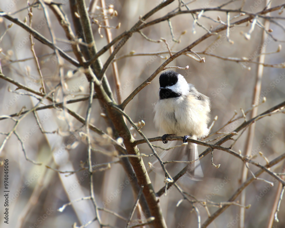 Fototapeta premium Chickadee in Tree Flicking Tail