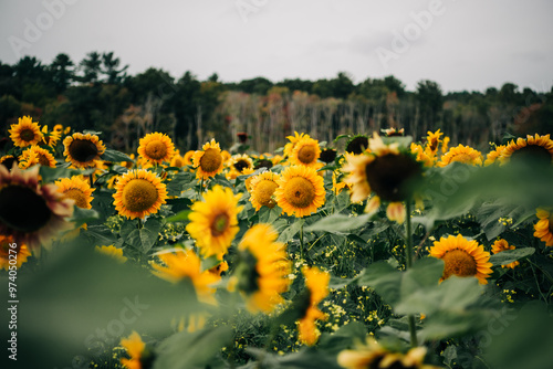 A vast sunflower field in full bloom under a cloudy sky photo