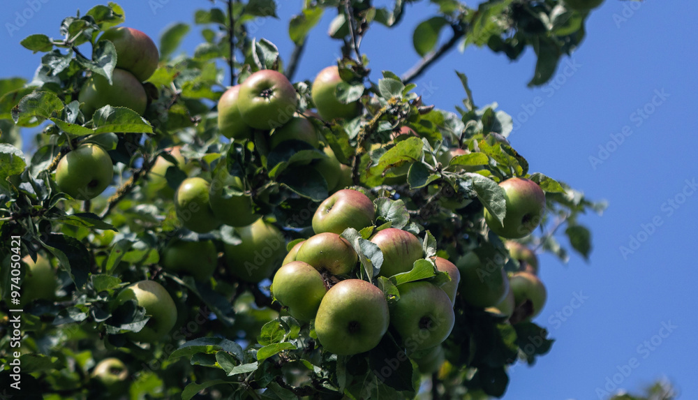 Crop of apples ready for harvest Crop of apples ready for harvest
