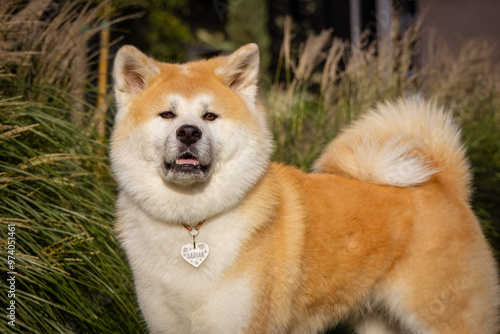 A female dog Akita breed stands between greens photo