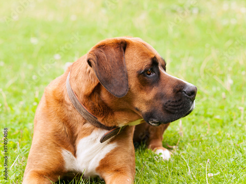Obraz na płótnie Reddish crossbreed dog on the meadow, work with herd w salonie