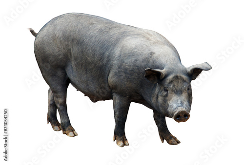 Black pig isolated on white background