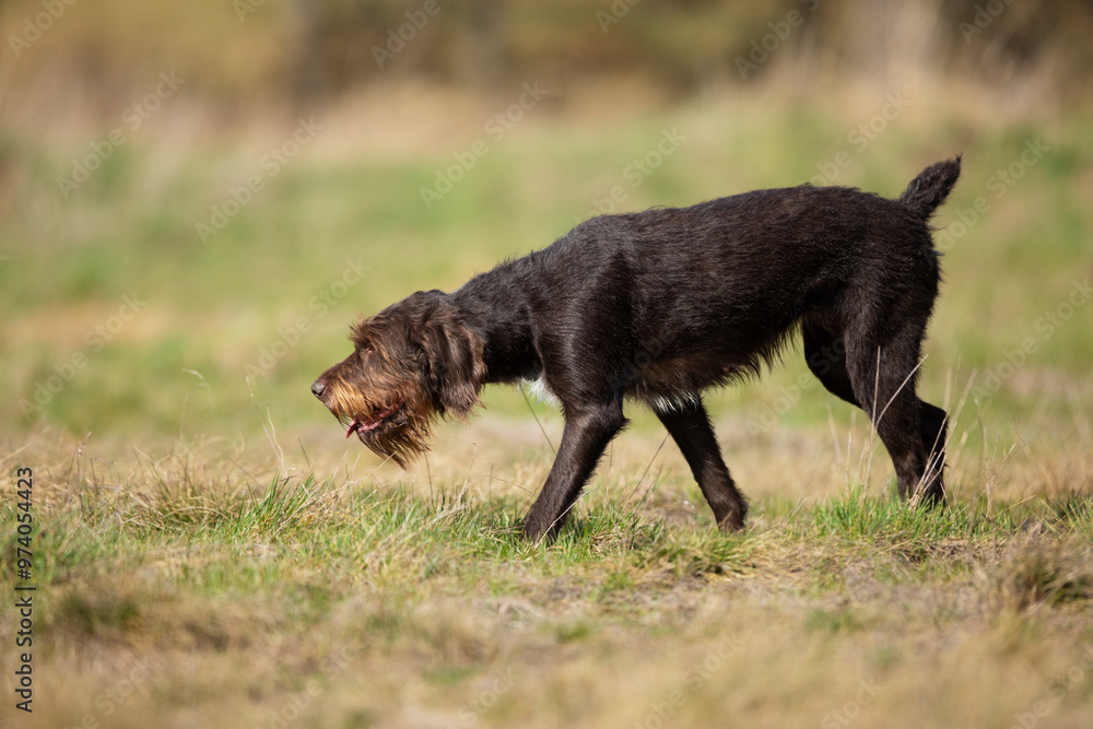Bohemian wirehaired pointing griffon work with hunter on the meadow