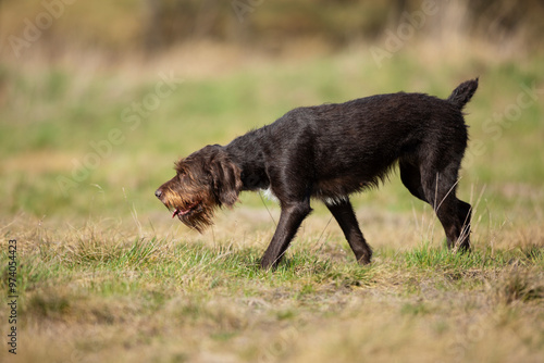 Obraz na płótnie Bohemian wirehaired pointing griffon work with hunter on the meadow w salonie