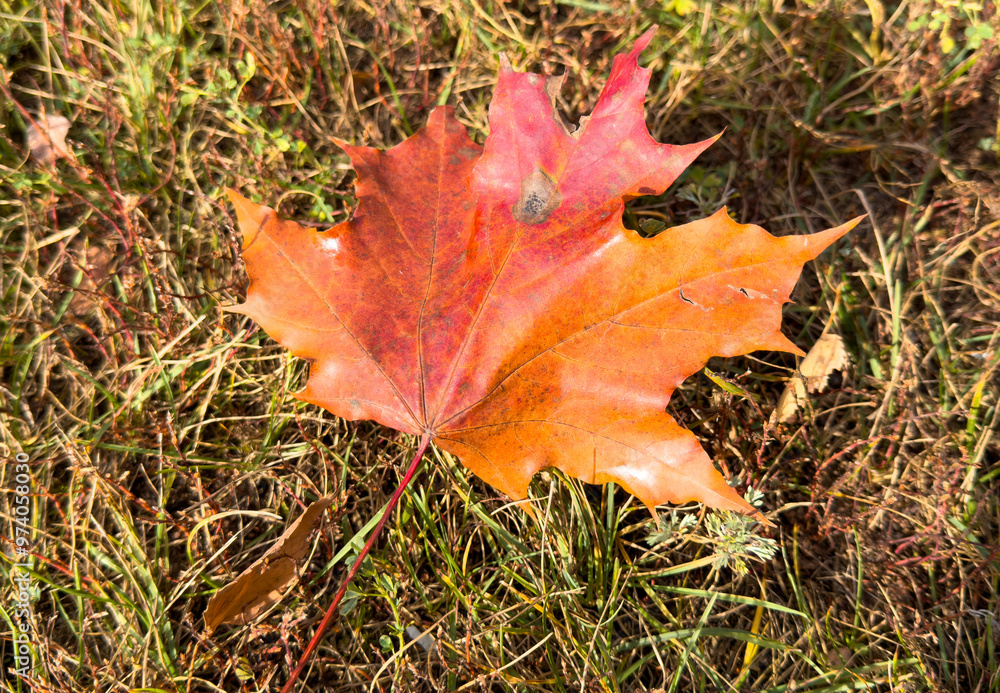 Maple leaves on the ground in autumn Maple leaves on the ground in autumn