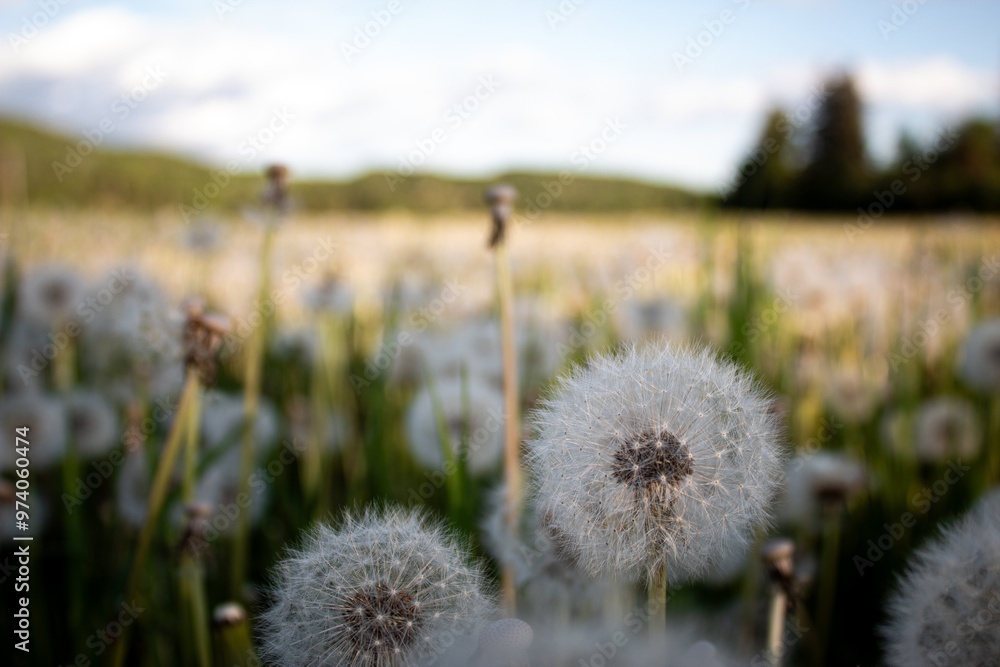 Field of dandelions Field of dandelions