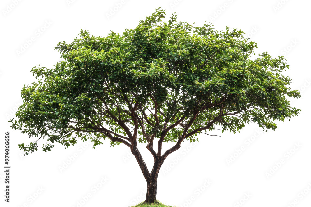 This image features a large, lush, green tree with dense foliage and sprawling branches, perfect for nature and landscape projects. This image features a large, lush, green tree with dense foliage and sprawling branches, perfect for nature and landscape projects.