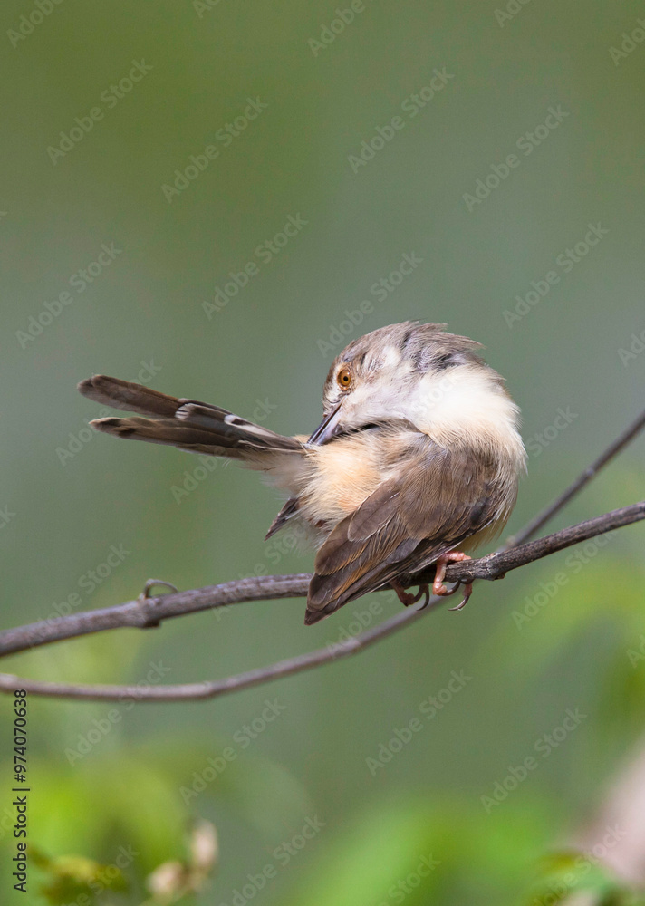 Fototapeta premium Plain prinia perching in a tree closeup shot