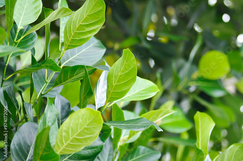 Artocarpus heterophyllus Lam, A heterophylla or jackfruit or jackfruit tree or jackfruit leaves or green leaves