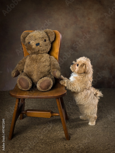 Cute maltipoo puppy making a new friend photo