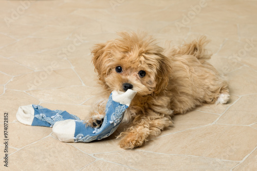 Naughty maltipoo puppy with blue sock photo