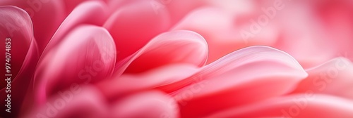 A tight shot of a pink bloom with a softly blurred backdrop of its flower center