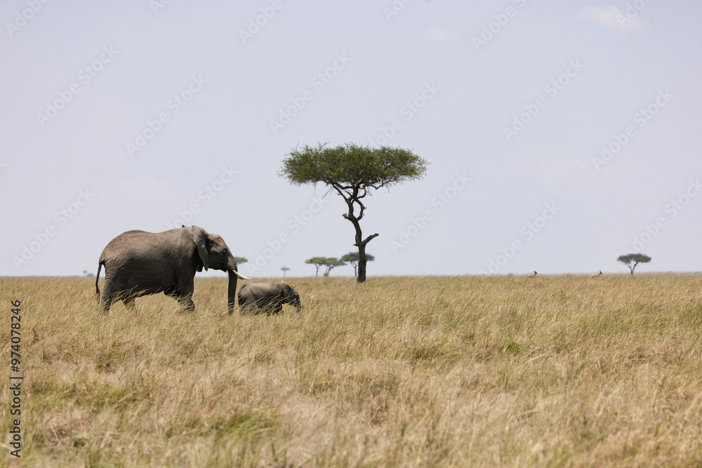 Fototapeta premium herd of elephants in the Savannah - Mother elephant matriarch with her child
