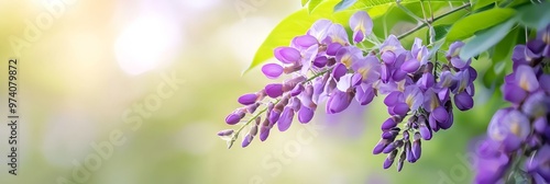  Purple flowers dangle from a verdant, leafy branch against a hazy backdrop of green foliage