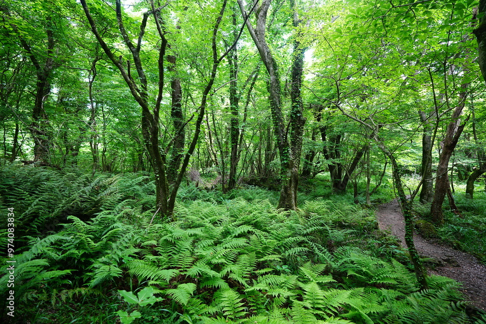 thick ferns and path in spring forest thick ferns and path in spring forest