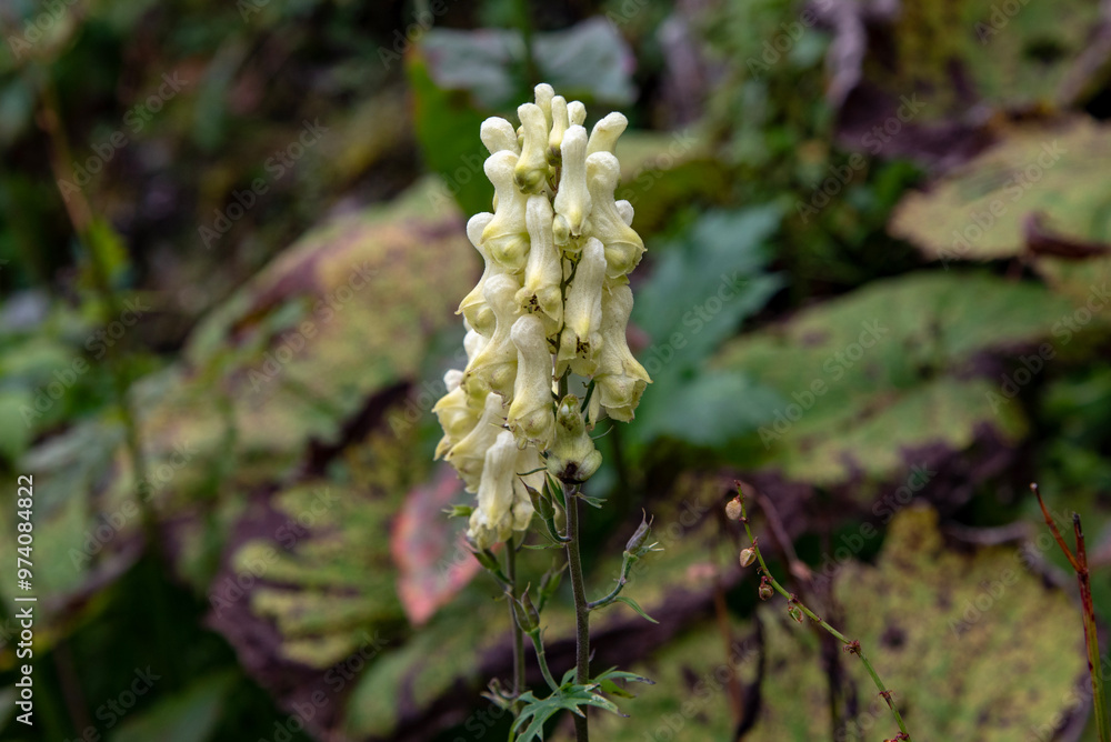 close up of white flower