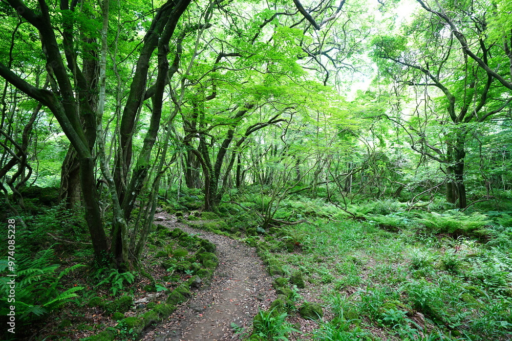 Fototapeta premium fine path through mossy old trees