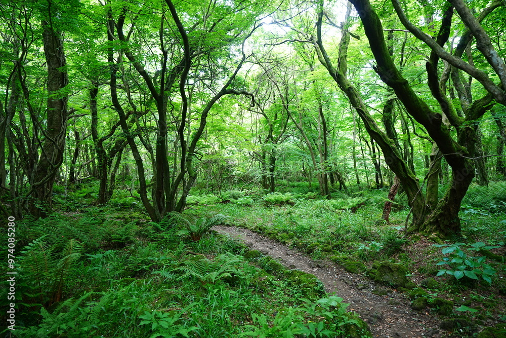 fine path through mossy old trees fine path through mossy old trees
