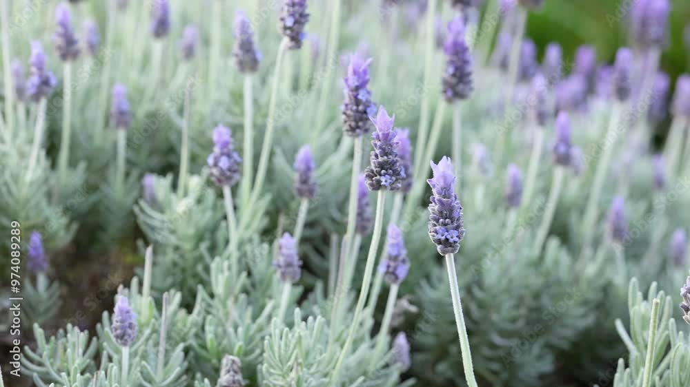 Lavender Field in Melbourne Lavender Field in Melbourne