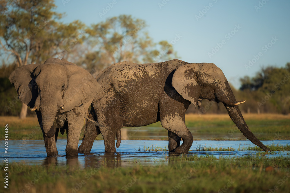 Obraz premium Elephants in Moremi game reserve Africa, Family of Elephants , Elephants taking a bath in a water pool with mud, eating green grass. African Elephants in landscape, Africa in autumn.