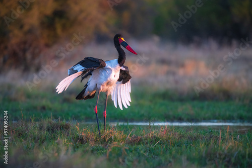 4K photo of The saddle-billed stork or saddlebill (Ephippiorhynchus senegalensis) is a large wading bird in the stork family, Ciconiidae photo