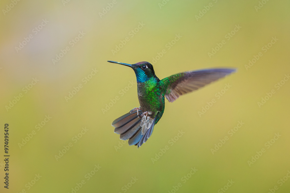 Fototapeta premium Talamanca Hummingbird (Eugenes spectabilis), The Talamanca hummingbird is found in mountains from central Costa Rica into western Panama. 