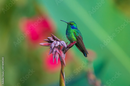 The lesser violetear (Colibri cyanotus), also known as the mountain violet-ear, is a medium-sized, metallic green hummingbird  photo