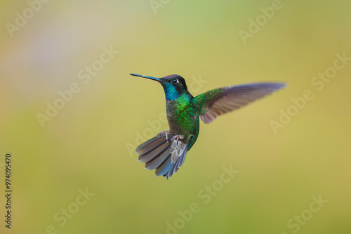 Talamanca Hummingbird (Eugenes spectabilis), The Talamanca hummingbird is found in mountains from central Costa Rica into western Panama. 