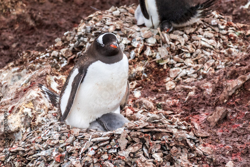 Close-up of a Gentoo Penguin -Pygoscelis papua- with chicks sitting at a nest at the colony at Danco island, on the Antarctic Peninsula photo