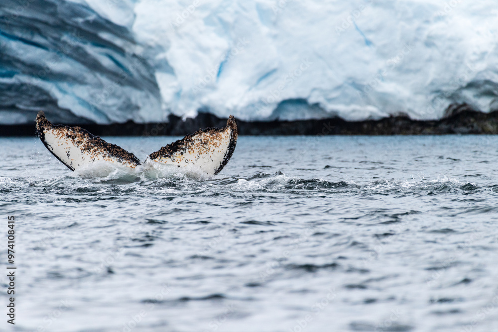 Naklejka premium Close-up of the tail of a diving humpback whale -Megaptera novaeangliae. Image taken in the Graham passage, near Charlotte Bay, Antarctic Peninsula.